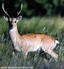 http://www.todo-argentina.net/ecologia/animales_en_peligro/venado_de_las_pampas.htm